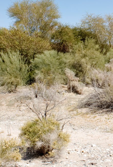 Plant Life at the Living Desert, Palm Desert, CA